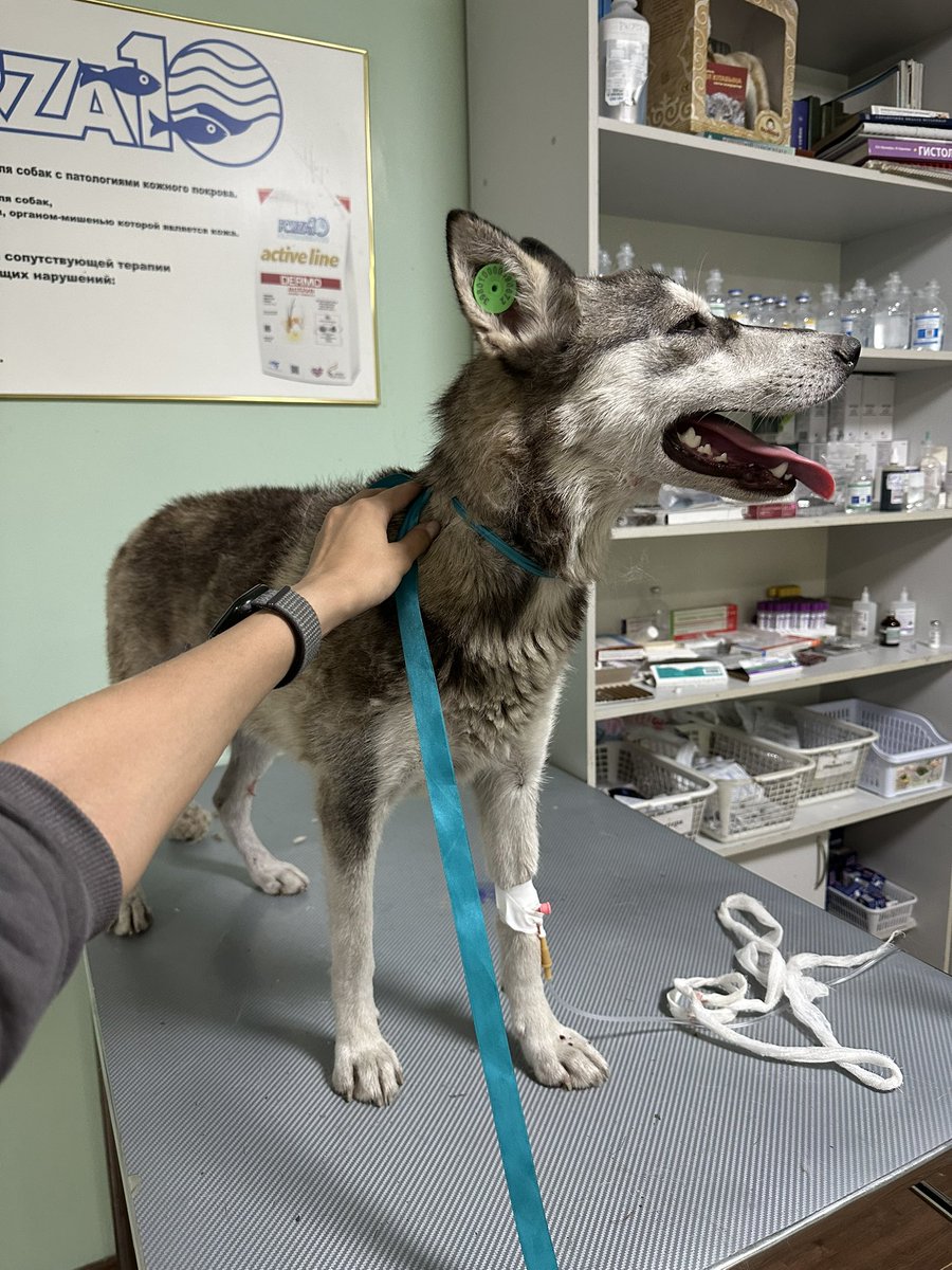 СРОЧНО АЛМАТЫ ❗️❗️🚨 Ищем дом для этой прекрасной девочки Лайки - примерно 1 годик. Сейчас находится в клинике на стационаре после стерилизации. Супер контактная, добрая, ласковая ко всем, даже в вет клинике ведет себя идеально, в машине ездит прекрасно. 

Репост плз +77019903400