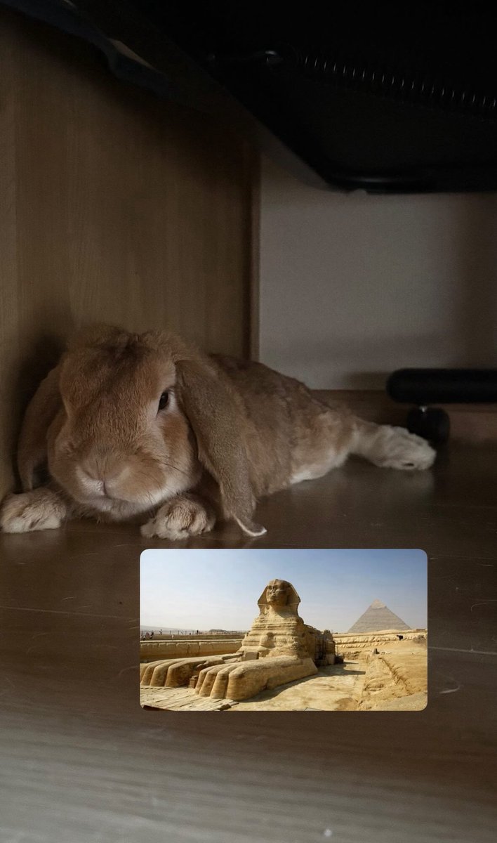 My pet🐰