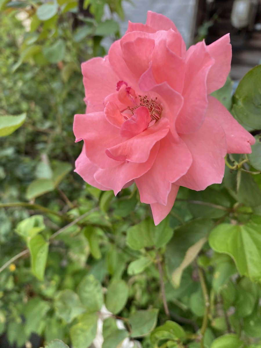 季節はずれだけどお庭に薔薇咲いてたからみて