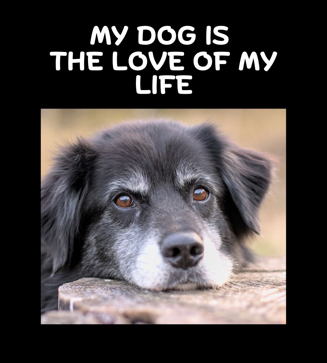 𝕏 Dogs (@_xdogs) on Twitter photo 