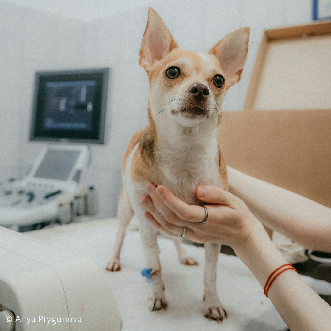 AnimalLawEurope's tweet image. 🩸Like humans, animals have blood types — often more than us!
🐴Horses have 8 blood types, cattle 11, and dogs at least 13.
💉They need blood donations too, but not all companion animals can donate.
🔗 More here → tinyurl.com/4w947dv7