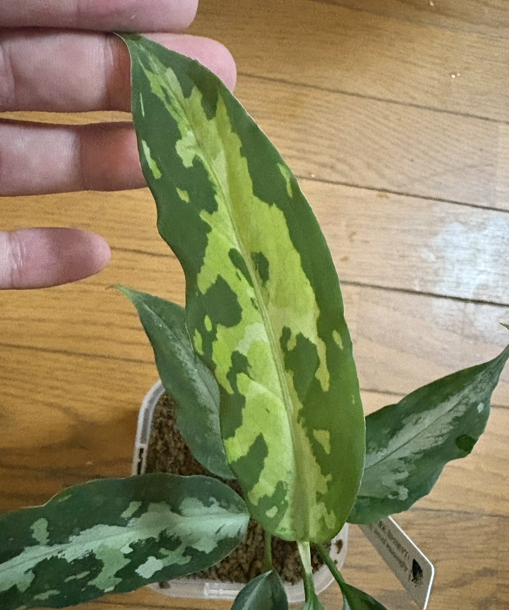 Aglaonema pictum [KKF1023-f1-1/1] ♀LA0816-03j 