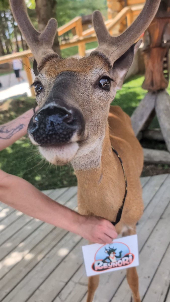 Reynori 𐂂 MFF tweet media