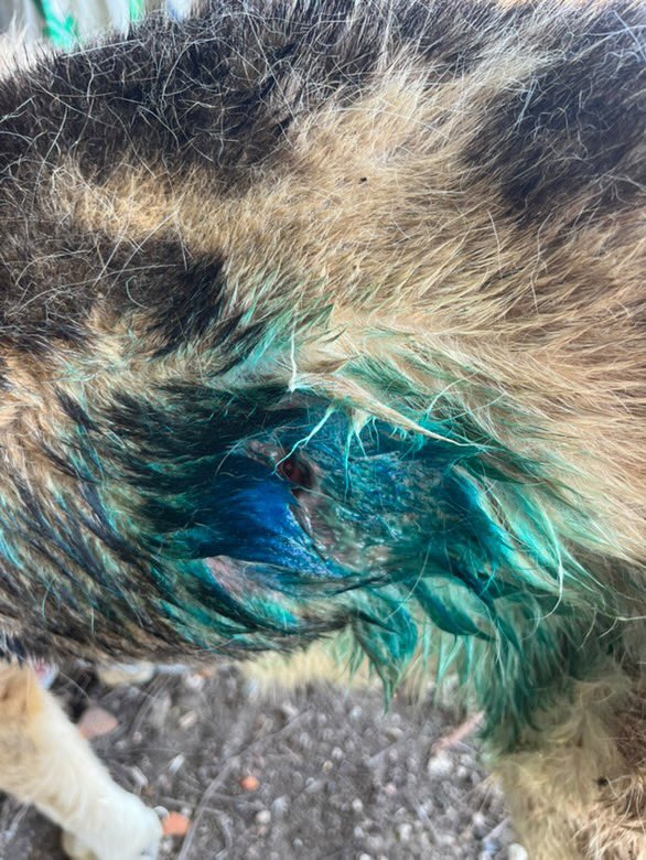 Sokaktayken kilosu yerinde, tüyleri tertemiz olan bu köpeği 21 günde bu hale nasıl getirdiniz? Nasıl bakıp geçtiniz, hiçbir şey yapmadınız? <a href="/yalovabld/">Yalova Belediyesi</a> 

<a href="/YalovaDKMP/">Yalova DKMP</a> <a href="/yalovavaliligi/">T.C. Yalova Valiliği</a>