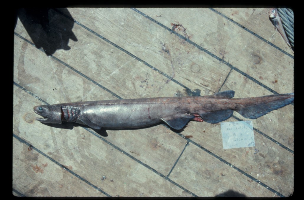 NRF_SAIAB's tweet image. LostSharks | Day 1
In the lead-up to a short film by Ocean Census (out 14 July for #SharkAwarenessDay), we’re spotlighting sharks discovered by Dr. Dave Ebert
Meet the Southern Frilled Shark, the 2nd known species in its family, named in 2009 from a specimen found off Namibia