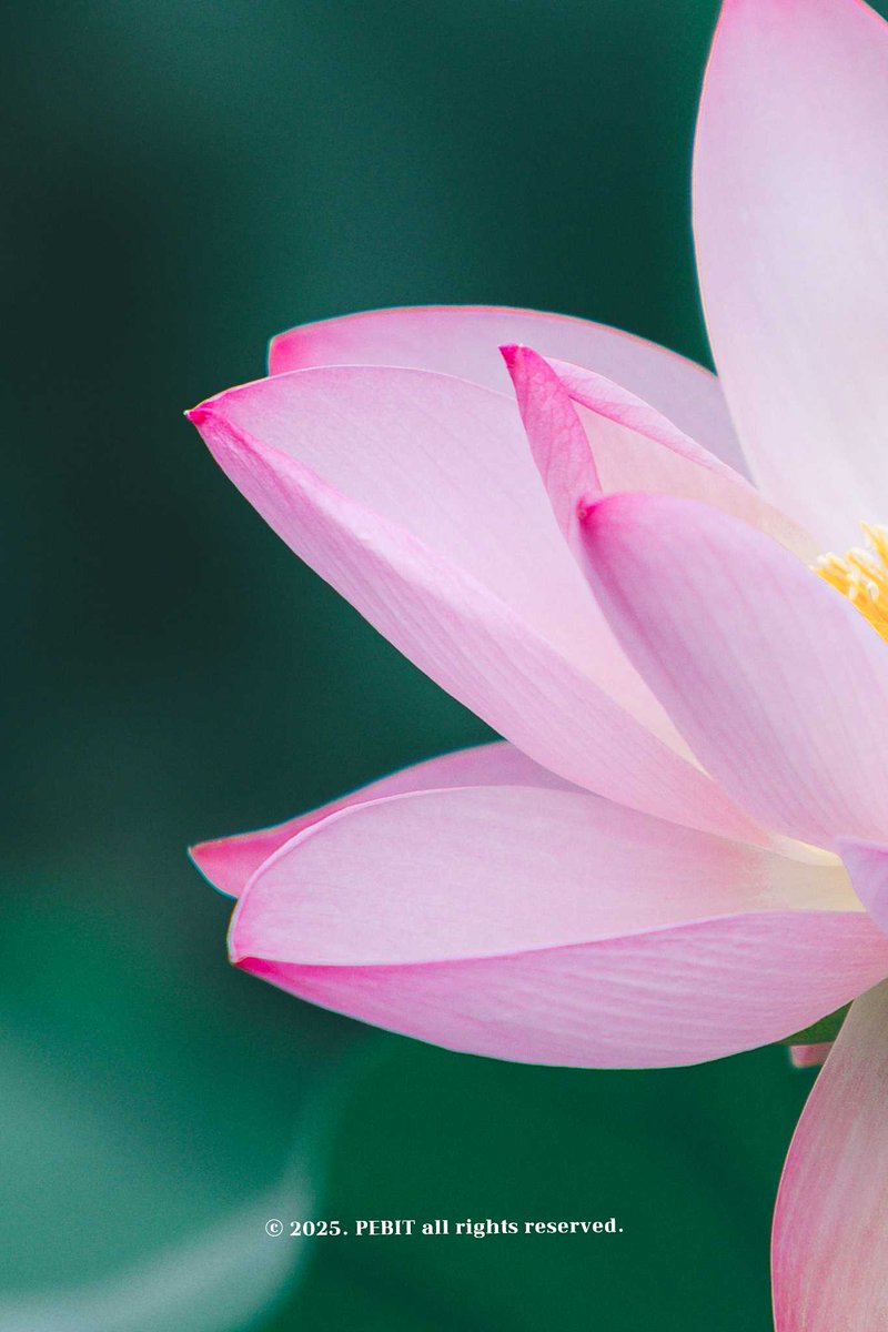 _pebit_'s tweet image. 붓으로 한 땀 한 땀 그린 듯한 연꽃의 결을 사랑하는 편