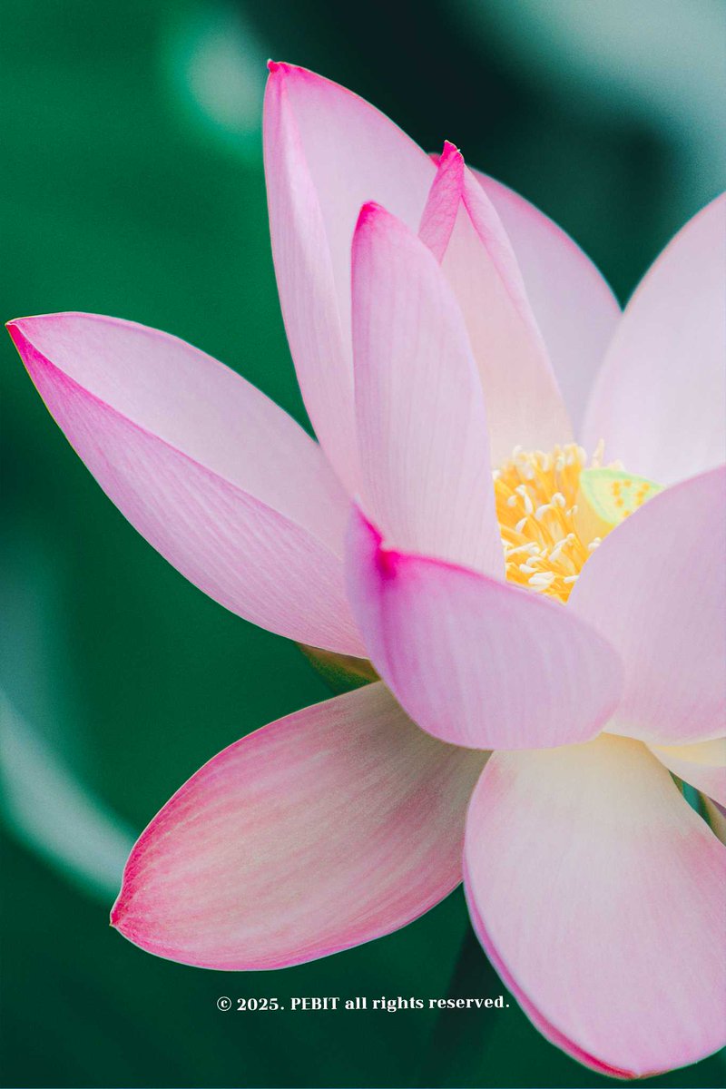 _pebit_'s tweet image. 붓으로 한 땀 한 땀 그린 듯한 연꽃의 결을 사랑하는 편