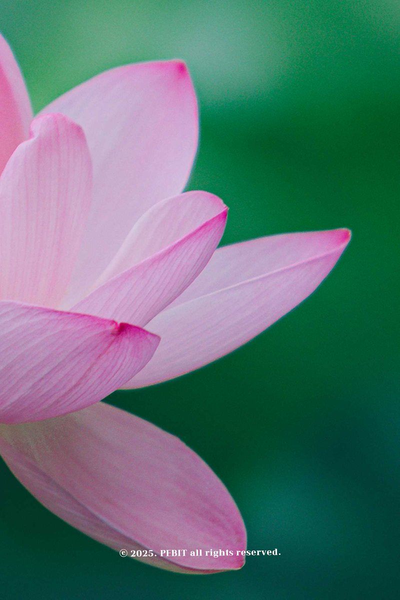 _pebit_'s tweet image. 붓으로 한 땀 한 땀 그린 듯한 연꽃의 결을 사랑하는 편