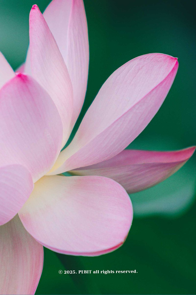 _pebit_'s tweet image. 붓으로 한 땀 한 땀 그린 듯한 연꽃의 결을 사랑하는 편