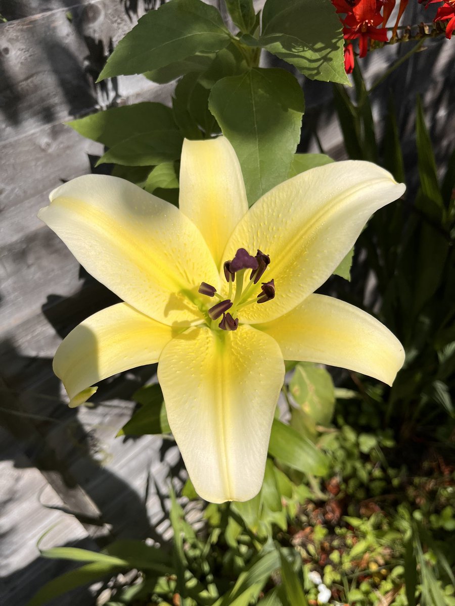 Wowzer … the garden revealed this today