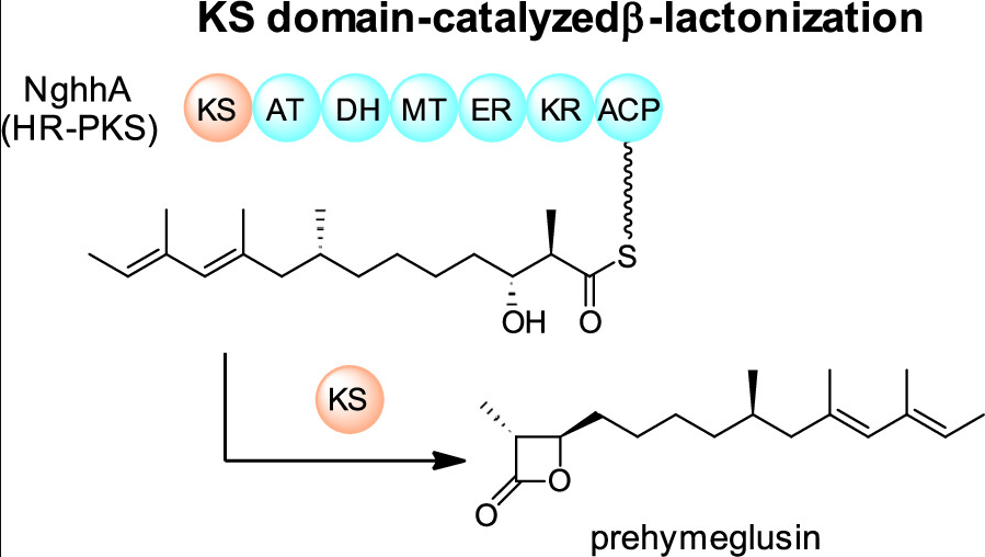 EnzymeChemistry's tweet image. Ketosynthase Domain Catalyzes β-Lactonization in the #Biosynthesis of the HMG-CoA Synthase Inhibitor Hymeglusin by Mizuki Hirokawa, Taro Ozaki, Kento Tsukada, Akihiro Sugawara, Yohei Morishita, and Teigo Asai in @J_A_C_S pubs.acs.org/doi/10.1021/ja…