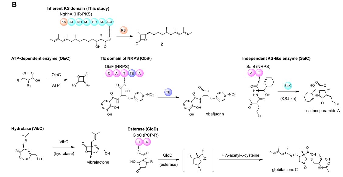 EnzymeChemistry's tweet image. Ketosynthase Domain Catalyzes β-Lactonization in the #Biosynthesis of the HMG-CoA Synthase Inhibitor Hymeglusin by Mizuki Hirokawa, Taro Ozaki, Kento Tsukada, Akihiro Sugawara, Yohei Morishita, and Teigo Asai in @J_A_C_S pubs.acs.org/doi/10.1021/ja…