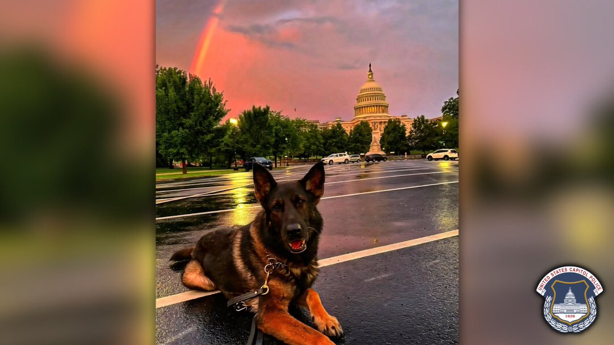 CapitolPolice's tweet image. A storm rolled through Washington, D.C. last night -- leaving behind a stunning sky. USCP K-9 Dag was standing guard at the Capitol and caught the end of the rainbow that followed.