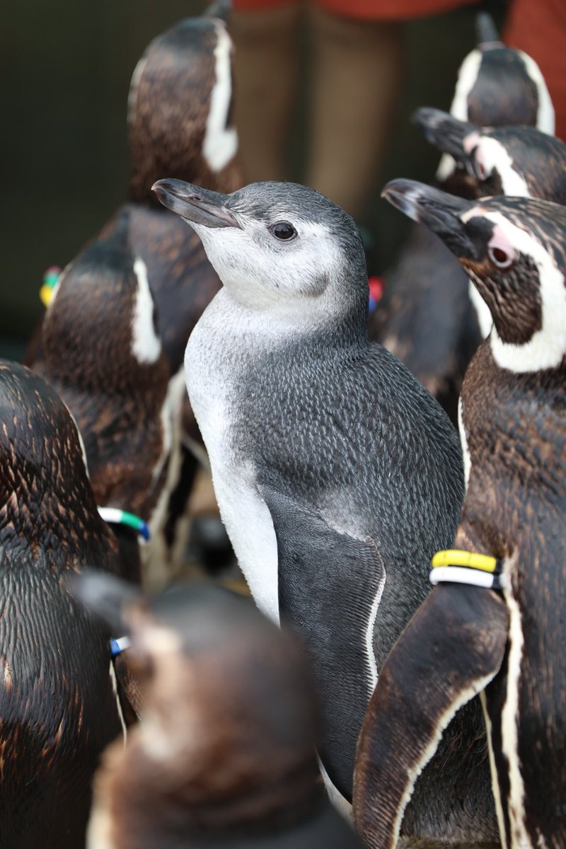 pengento42532's tweet image. 美ペン🐧
#マゼランペンギン
#うみがたり