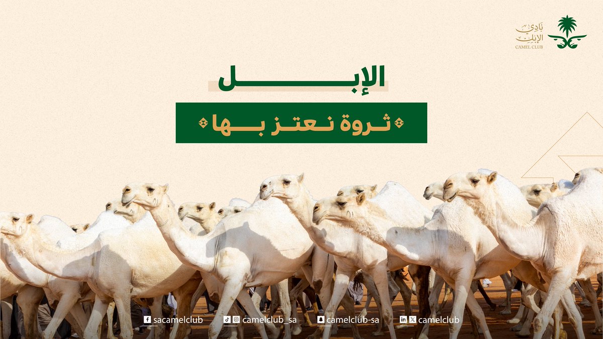 CamelClub's tweet image. نصونها، ونبني عليها ِمستقبلنا 🐪📈

#نادي_الإبل