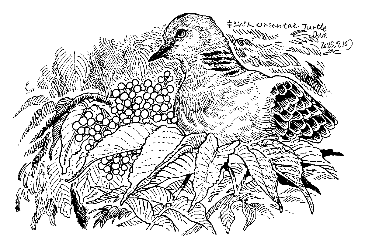 さいきん見た鳥のネットプリント、今回はキジバト描いてます。セブンでプリントできますので、よければどうぞ〜

番号:09381306 期限:07/17 23:59 まで 