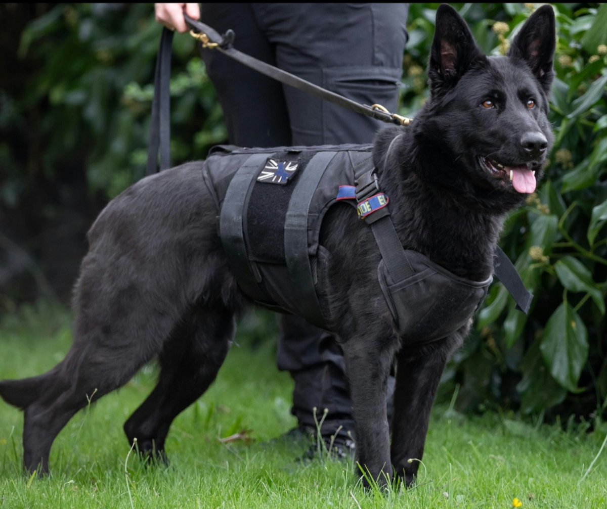 MerPolDogs's tweet image. A male smashed a vehicle window to steal power tools overnight. PD Yoko tracked from the scene into a nearby road and found the stolen items hidden in bushes. All recovered and returned to the rightful owner. Good girl Yoko!