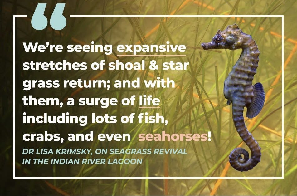 🚀 We have lift off… of seagrass!🌱🌊 
After years of restoration efforts, seagrass meadows on Florida’s Space Coast are making a comeback — and it’s nothing short of an ecological liftoff! This explosion of growth means healthier waters, better fish habitat, and a hopeful