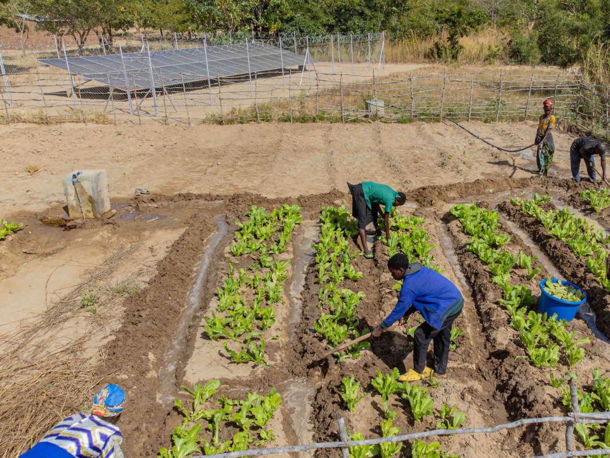 WFP_Malawi's tweet image. From soil to plate: In Katuta school, solar energy is growing food🌱, fueling kitchens, and brightening futures💡
@NorwayMFA, @WFP and partners are proving clean energy to transform education.