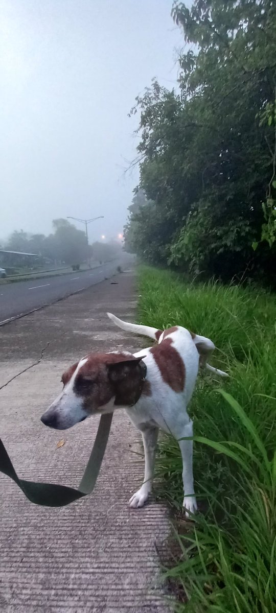 Buenos días con una "meadita" de parte del Capitán Señor Estarqui.