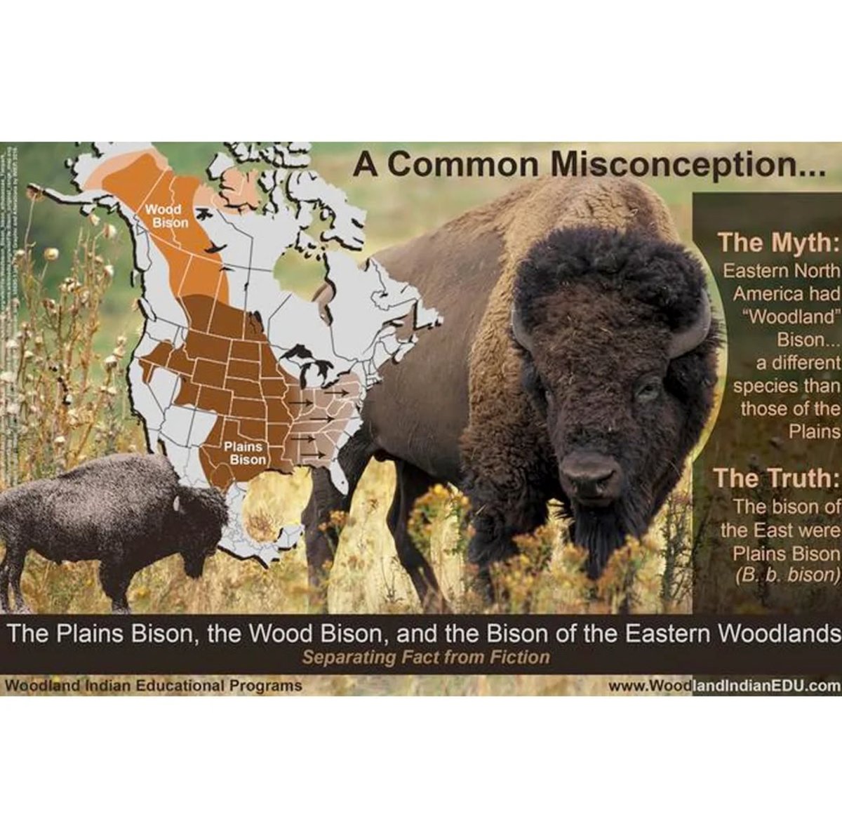 MysteriousMtn's tweet image. Within a stone row sits a placed white stone that could possibly be a bison effigy. When compared to other known bison effigies similarities can be noticed such as the large humpback. There may be no bison on the east coast now but in the 18th century Bison roamed from New York…