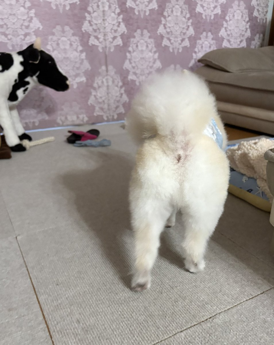 klee_litt's tweet image. 🪷今日の蓮ちゃん🪷
トリミングに行ってスッキリさっぱりしたよ☺️
やっぱりお母ちゃんにオチリを盗撮された💢
僕はお母ちゃんを変態だと思います!