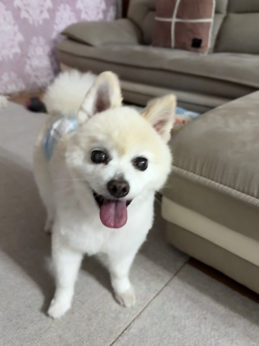 klee_litt's tweet image. 🪷今日の蓮ちゃん🪷
トリミングに行ってスッキリさっぱりしたよ☺️
やっぱりお母ちゃんにオチリを盗撮された💢
僕はお母ちゃんを変態だと思います!
