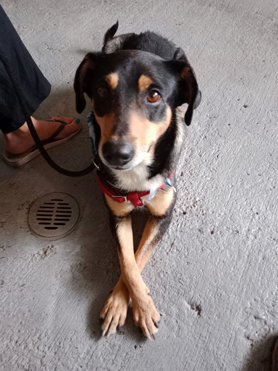 Azula_AHA's tweet image. 💕 Candelaria en adopción 💕 #AdoptDontShop #Candelaria #AdoptaNoCompres