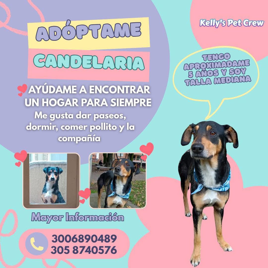 Azula_AHA's tweet image. 💕 Candelaria en adopción 💕 #AdoptDontShop #Candelaria #AdoptaNoCompres