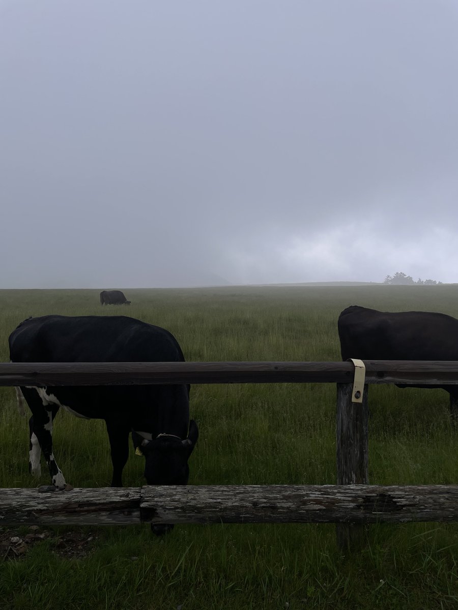ゼルダの世界観を感じた...🍃