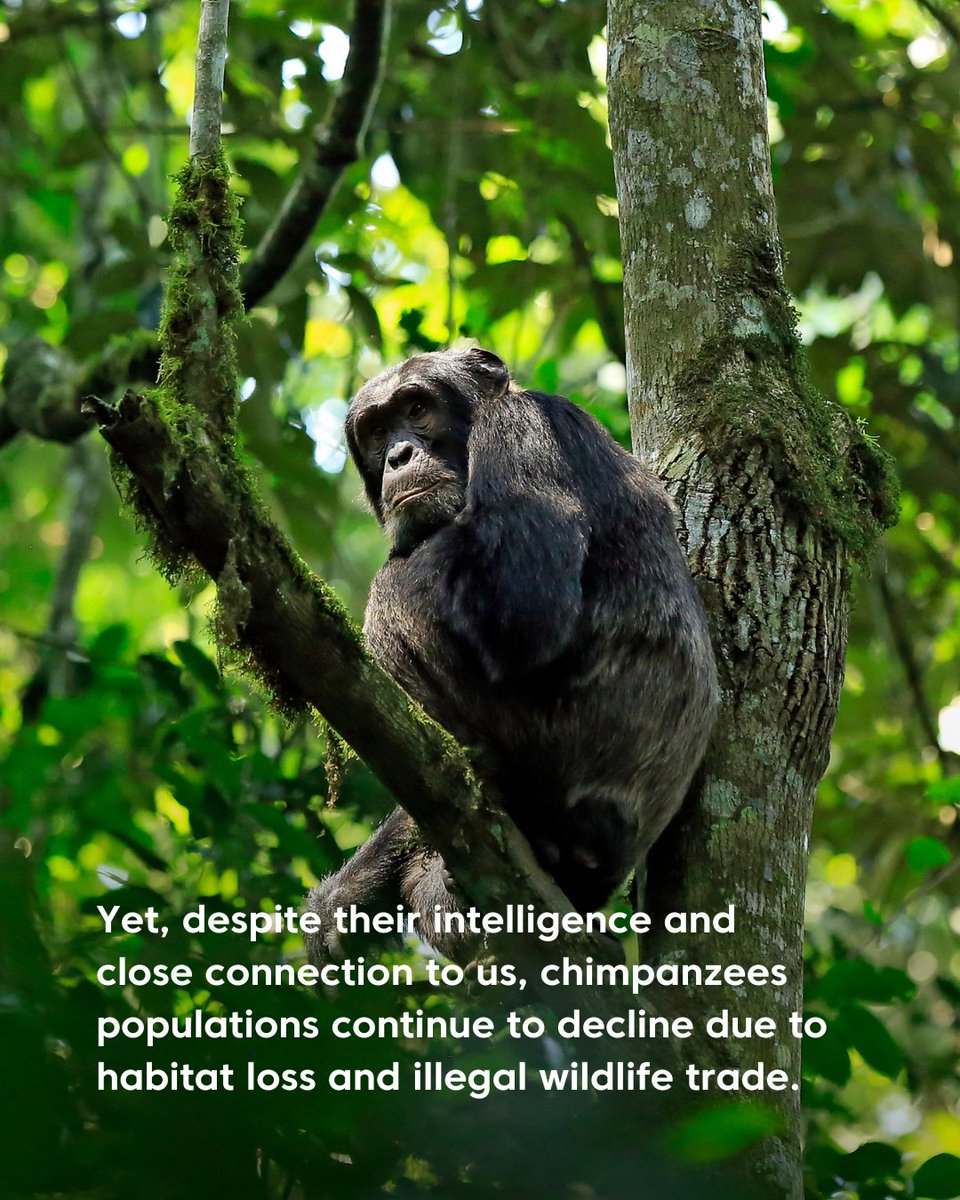 WJCommission's tweet image. 🐒 Chimpanzees share around 98.7% of their DNA with humans—they can learn sign language, solve problems, and even make tools. Yet despite their intelligence and close connection to us, chimpanzees are now listed as Endangered on the IUCN Red List, with populations continuing to…