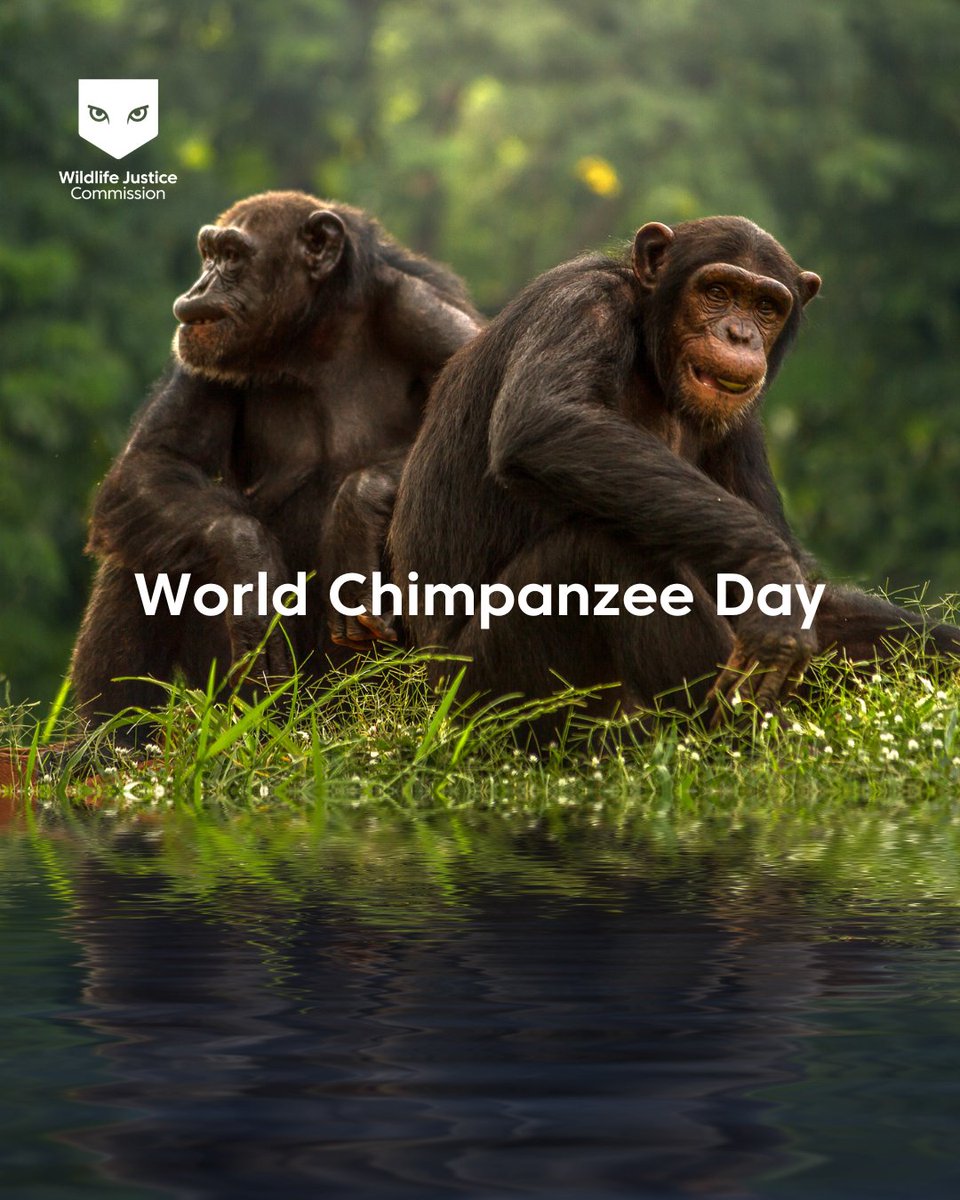 WJCommission's tweet image. 🐒 Chimpanzees share around 98.7% of their DNA with humans—they can learn sign language, solve problems, and even make tools. Yet despite their intelligence and close connection to us, chimpanzees are now listed as Endangered on the IUCN Red List, with populations continuing to…