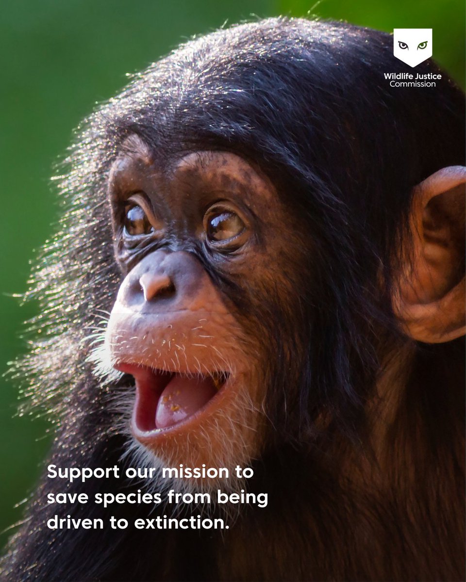 WJCommission's tweet image. 🐒 Chimpanzees share around 98.7% of their DNA with humans—they can learn sign language, solve problems, and even make tools. Yet despite their intelligence and close connection to us, chimpanzees are now listed as Endangered on the IUCN Red List, with populations continuing to…