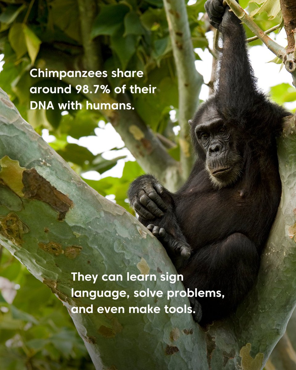 WJCommission's tweet image. 🐒 Chimpanzees share around 98.7% of their DNA with humans—they can learn sign language, solve problems, and even make tools. Yet despite their intelligence and close connection to us, chimpanzees are now listed as Endangered on the IUCN Red List, with populations continuing to…