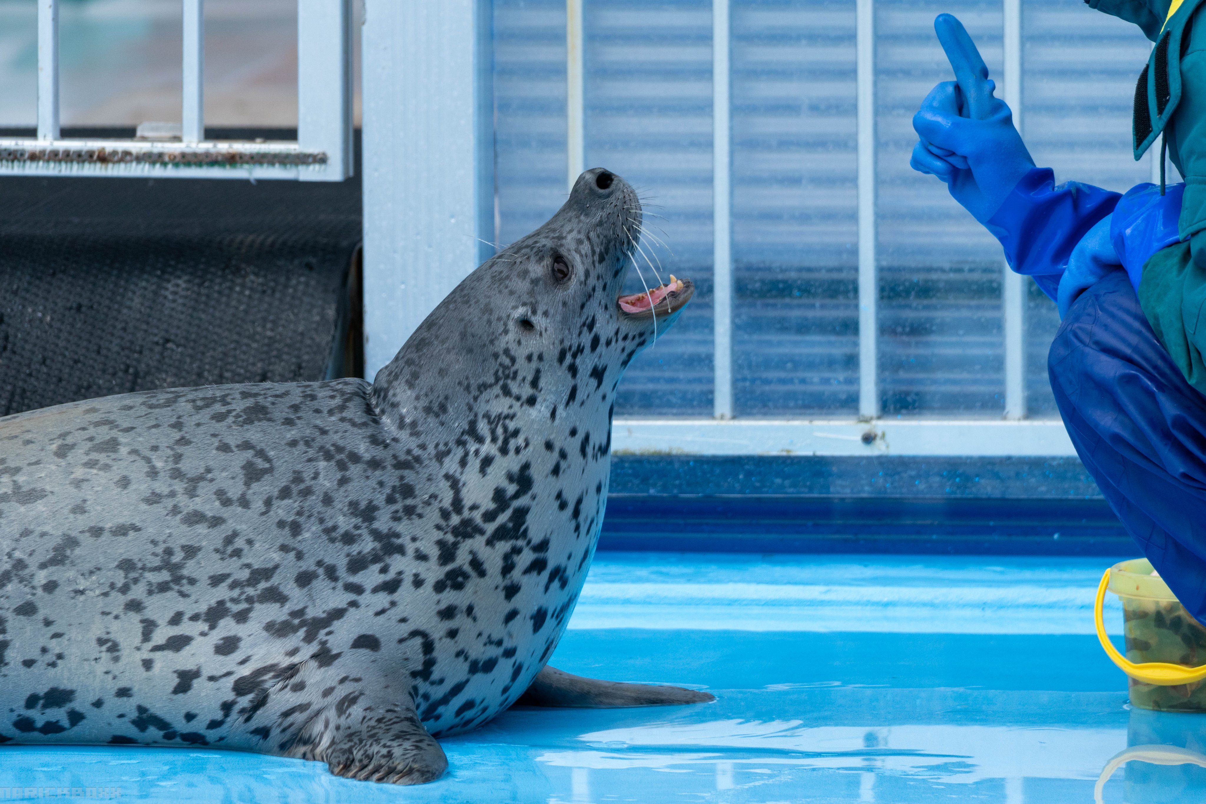 キティ　根付　北海道限定　イカ　クリオネ　カニ　ゼニガタアザラシ　めんこい　動物 風呂桶持って おねだりするアザラシが人気 エサを奪われる「どん