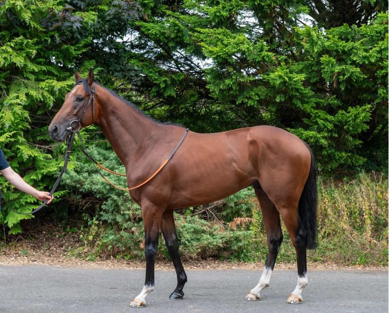 JaiParmar_'s tweet image. VOCAL LEGEND (Dark Angel) &amp;amp; FOXLIGHT (Sea The Stars), both sold today at @Tattersalls1766 to continue their racing careers abroad

Both dual winners, including a £50,000 AW Vase, with fantastic pedigrees and scope for improvement

Wishing new connections the very best of luck 🍀