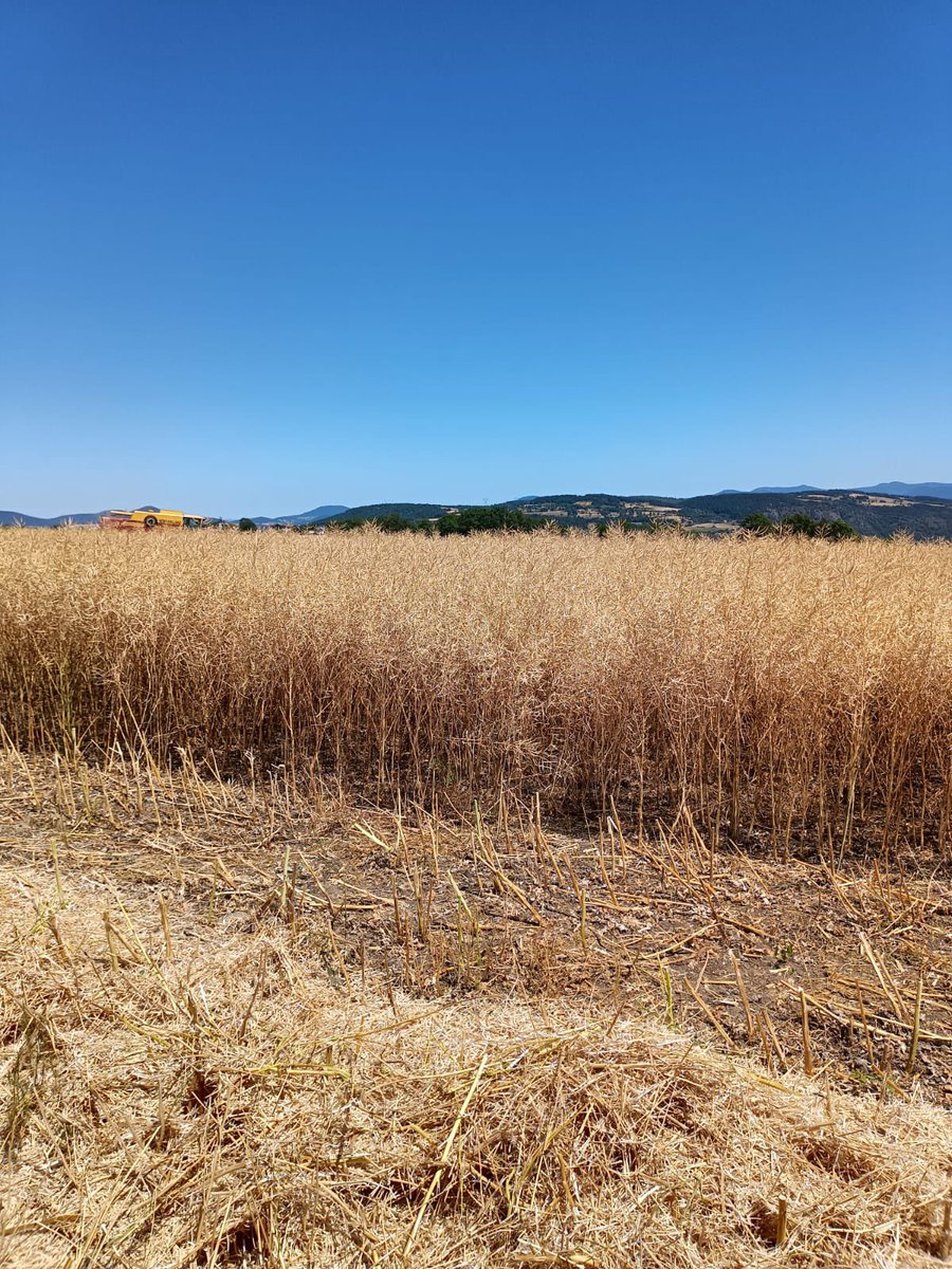 R_Hugon_43's tweet image. Début des #colza sur l’exploitation familiale #HauteLoire #Auvergne