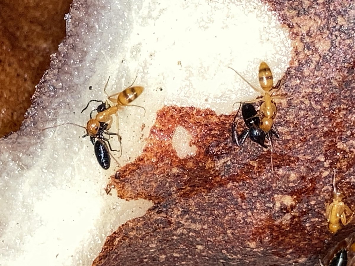 Chomicki_G's tweet image. Fun to write a short piece in @ConversationUK about our article in @ScienceMagazine
'This tropical plant builds isolated ‘apartments’ to prevent battles among the aggressive ant tenants it relies on for survival'
theconversation.com/this-tropical-…
