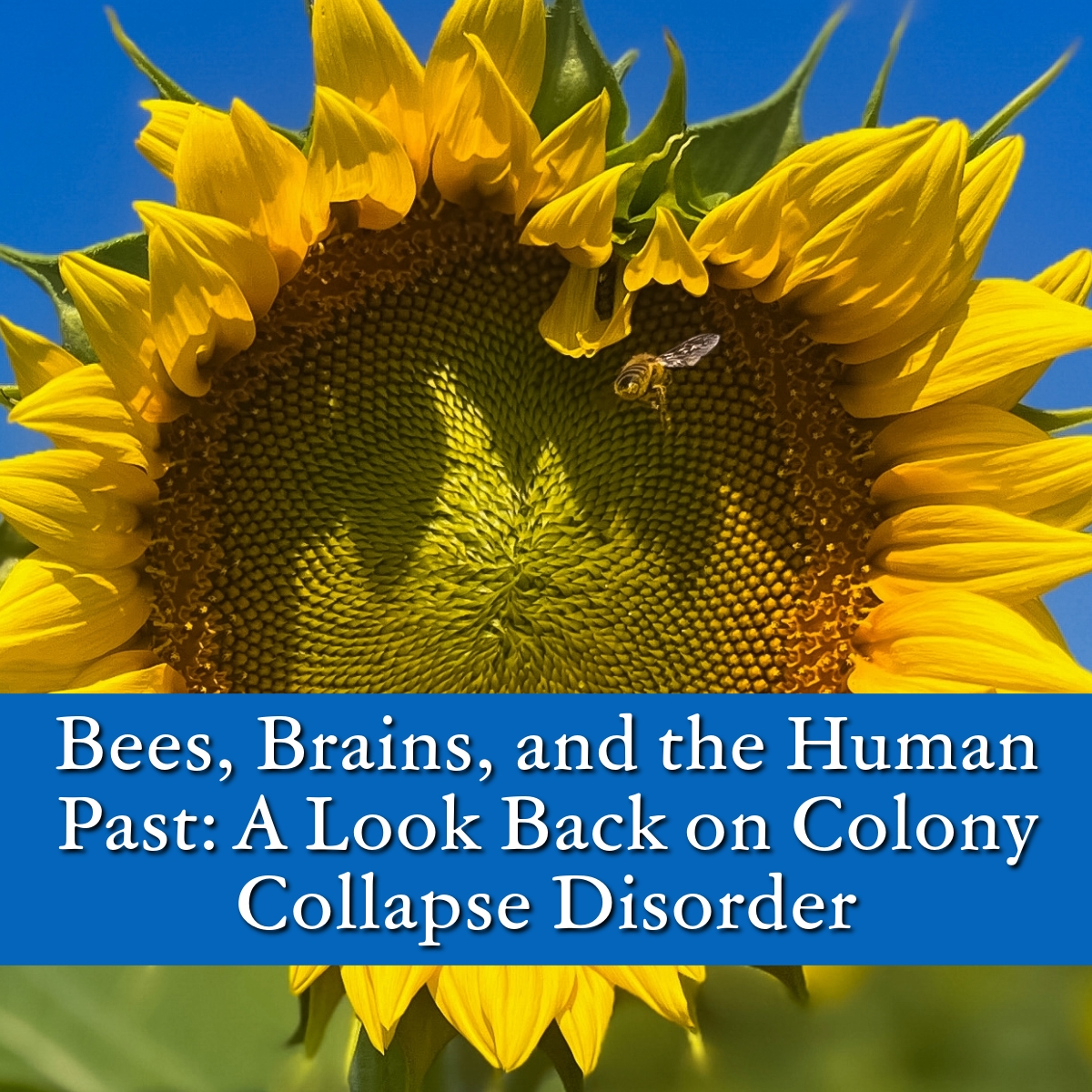 UnivofALPress's tweet image. 🐝 On this day in 2007, the USDA launched its response to Colony collapse disorder. Our latest blog explores CCD and how Homo erectus likely consumed bee brood and honey, showing our ancient bond with #honeybees.
Learn more in our blog: tinyurl.com/yc46wbz2
#SaveTheBees