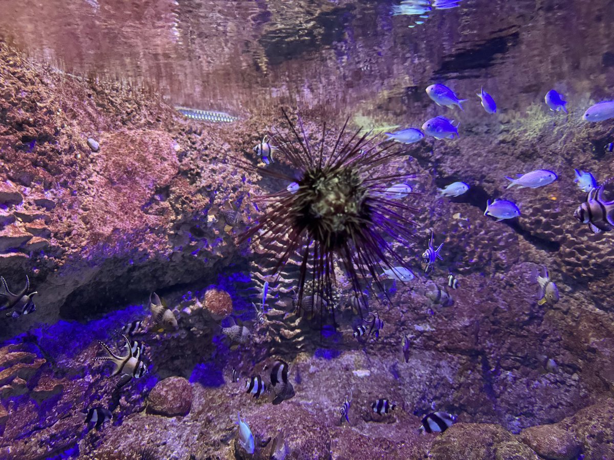 blamarre's tweet image. The beautiful Red Sea outside the amazing @fakiehaquarium on Friday 4 July 2025 during a two week stay in Jeddah, Saudi Arabia for a series of consulting meetings @NCMKSA at the National Center for #Meteorology with a team from @COMETMetEd. #science #oceanography #weather