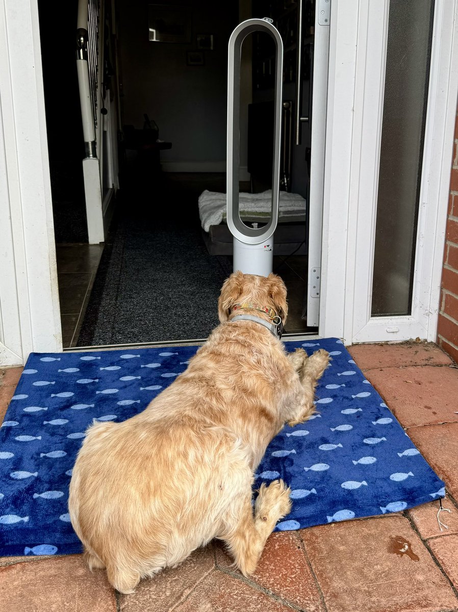 SpanielsSuper's tweet photo. Best of both worlds
Fresh air but in the shade & @Dyson on max #ThisIsTheLife #PhewItsHot
& dining al fresco #JustPerfect https://t.co/K5UWv4YTq3
