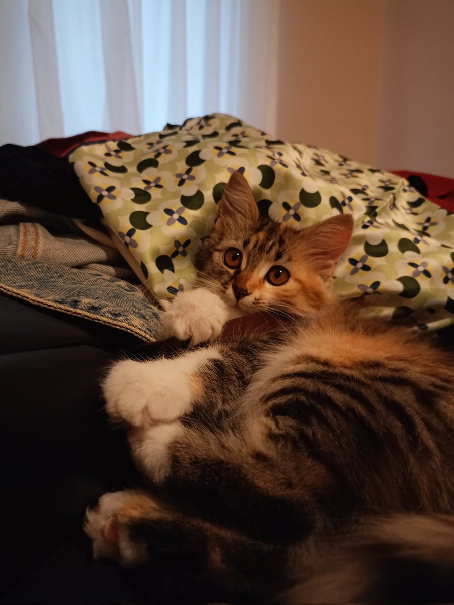 mintiskovebalim's tweet image. annicin bluslarını yedim o da benim padilerimi yedi😋