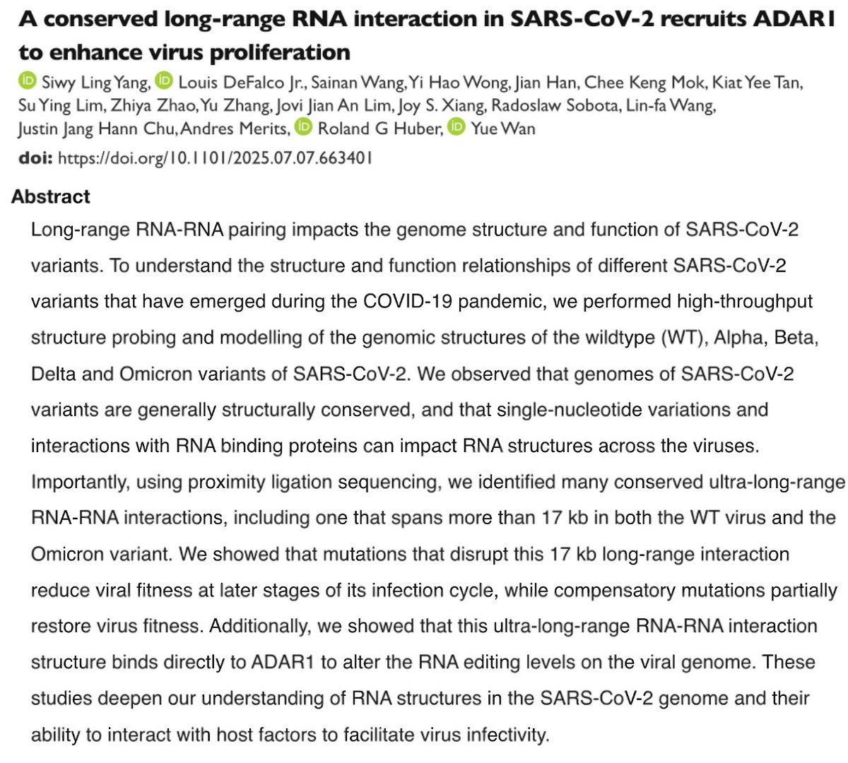 Intriguing new preprint of possible relevance to the bizarre A-&gt;G mutational clusters. I'm fascinated by long-range RNA-RNA interactions, and a long range one posited here binds ADAR1. Experimentally disrupting it decreases replication and A-&gt;G mutations. 🤔    1/6