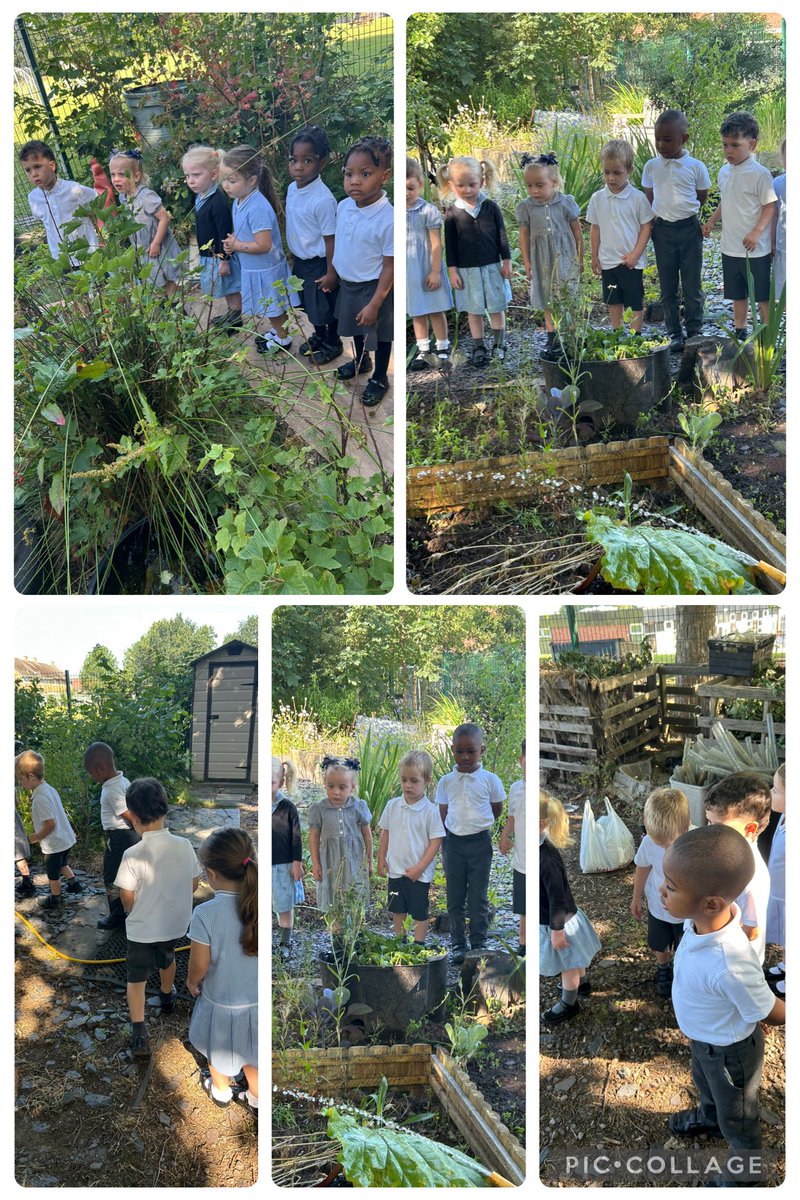 Nursery enjoyed going to the allotments today and helped create ponds for the frogs that were discovered. They removed the weeds and helped add soil to the planters. #EYFS #GrangeAllotments #HelpingWildlife <a href="/GrangeMissWri/">MissWright</a> <a href="/GrangeMissA/">GrangeMissA</a> <a href="/GrangeMrsMcG/">Mrs McGilloway</a> <a href="/GrangeMrsJ/">@GrangeEYS</a>