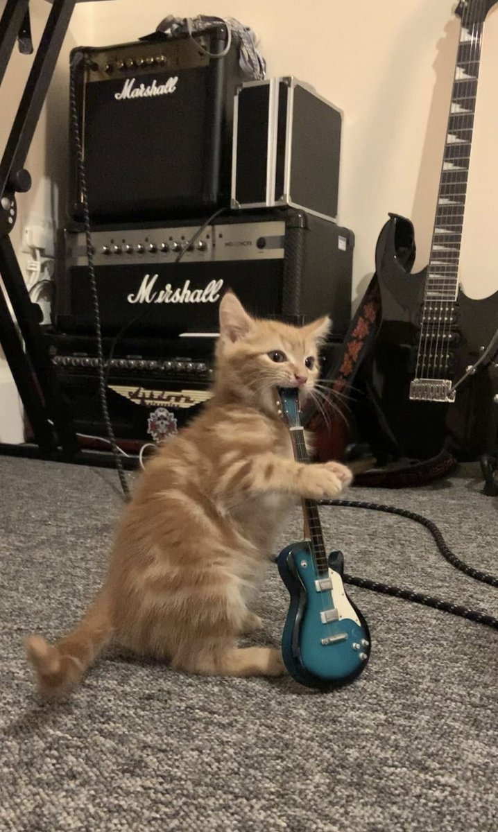 gatos fazendo gatices (@gatinarios) on Twitter photo 