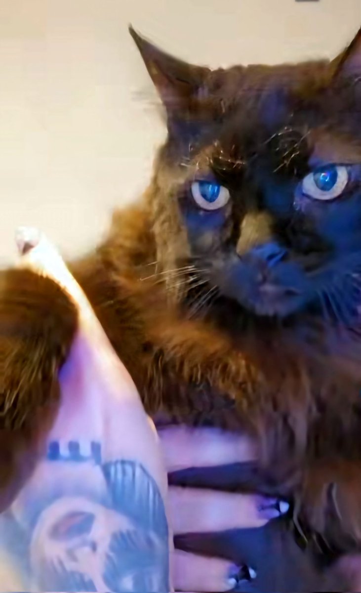 Otto viendo que todavía nadie contestó este post con la tt para su mami 

HABLAN BY FURIA