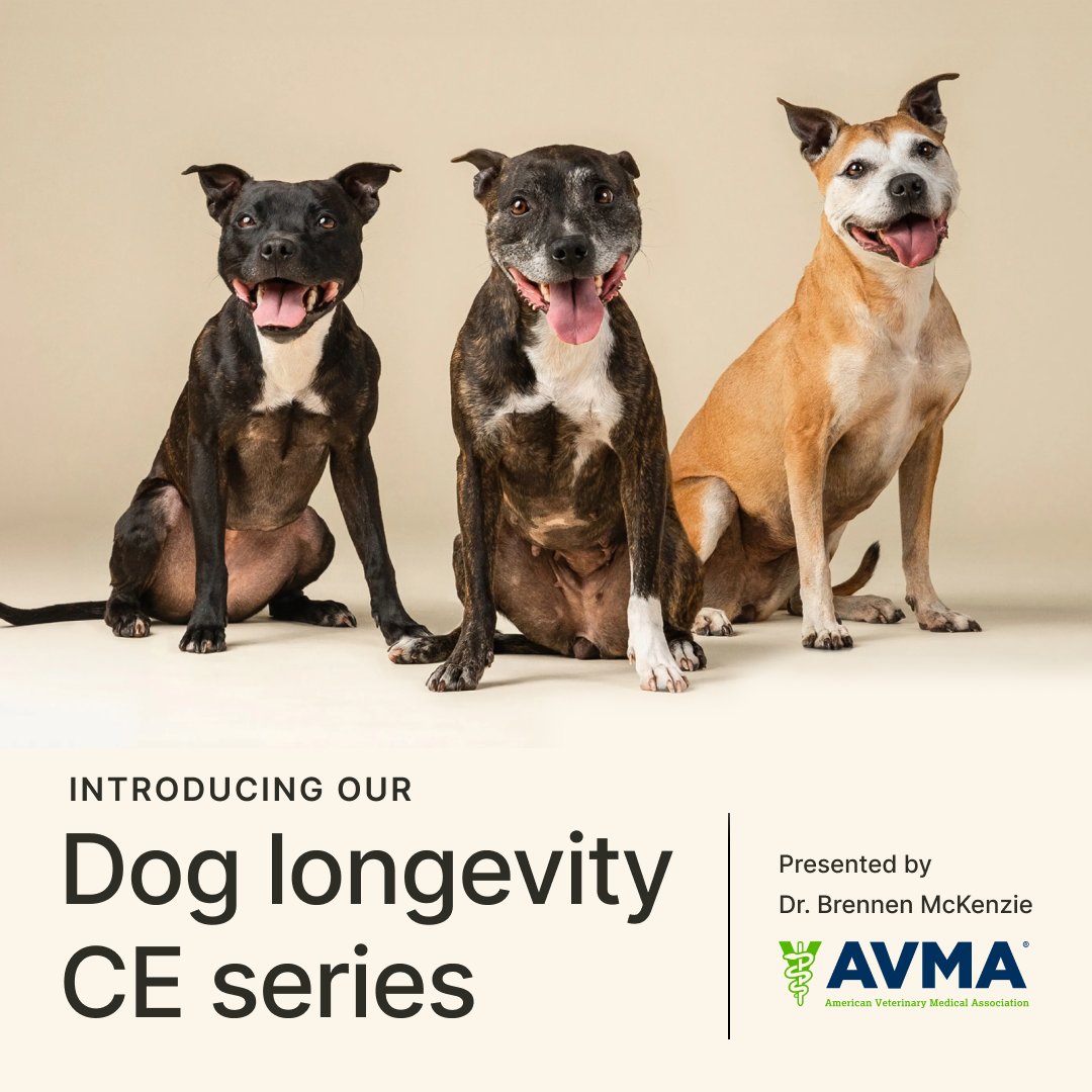 loyalfordogs's tweet image. Headed to AVMA? Don’t miss our new dog longevity CE series including a high-level overview, practical clinical tips, and a deep dive into the science of canine aging.
Can’t make a session? Stop by booth 2029 to play Loyal bingo and claim a prize while supplies last.
