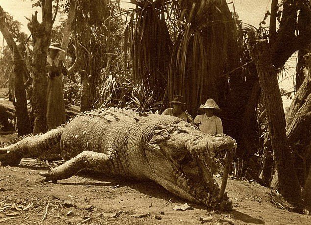 fmofmpodcast's tweet image. Monster alligators have existed longer than most people realize. The town of Esto Florida was terrorized for nearly 600 days before the entire city decided to fight back.
Hear this story and more on Episode 334!
Available EVERYWHERE!