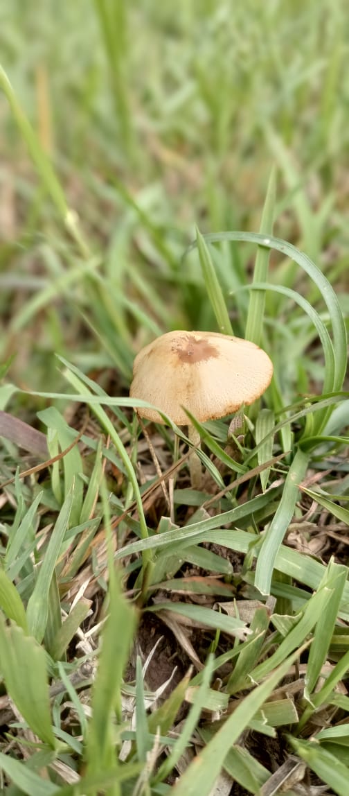 WildlifeBoard's tweet image. Wildlife patrols in action! IWMB Rangers monitor Margallah Hills National Park, tracking signs like footprints, nests &amp;amp; seasonal changes to conserve wildlife &amp;amp; maintain ecosystem balance #WildlifeConservation #MHNP #IWMB @ClimateChangePK