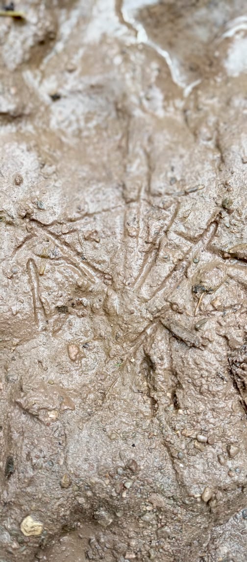 WildlifeBoard's tweet image. Wildlife patrols in action! IWMB Rangers monitor Margallah Hills National Park, tracking signs like footprints, nests &amp;amp; seasonal changes to conserve wildlife &amp;amp; maintain ecosystem balance #WildlifeConservation #MHNP #IWMB @ClimateChangePK